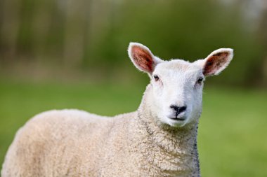 Yumuşak beyaz kuzu tüylü, yumuşak yeşil bir çayırda kameraya meraklı meraklı bakıyor..