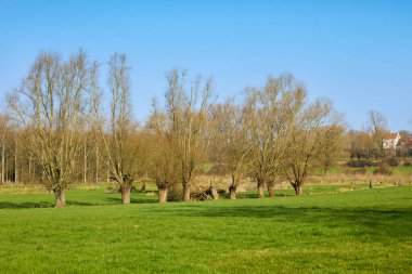 Kırsal kesimde parlak bir bahar günü. Bereketli yeşil çayır, bir sıra eşsiz çıplak ağaç ve açık mavi gökyüzünün altındaki uzak bir tepede bir çiftlik evi. Sakin bir kırsal bölge..