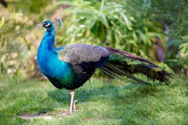 Görkemli bir tavus kuşu canlı yeşil çimenlerin üzerinde zarif bir şekilde duruyor, parlak mavi ve yeşil tüyleri parlıyor. Yeşillik bu güzel kuş için doğal bir zemin sağlar..