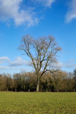 Kalp şeklinde bir tacı olan görkemli, çıplak bir ağaç, parlak mavi bir gökyüzünün altında, ilkbaharın başlarında ya da kışın güzelliğini ima eden, parlak bir mavi gökyüzünün altında tek başına duruyor..