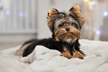 Sevimli Yorkshire Terrier köpeği küçük bir yay ile, yumuşak beyaz bir battaniyenin üzerinde huzur içinde dinleniyor. Etkileyici gözleri ve büyüleyici özellikleri onu hoş bir arkadaş yapıyor, iç mekanda iç açıcı anları yakalamak için mükemmel..