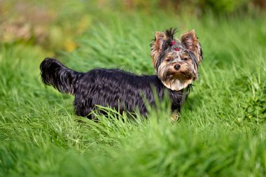 Saçında kırmızı bir fiyonk olan tapılası Yorkshire Teriyeri canlı yeşil çimlerin arasında dikilip doğrudan izleyiciye bakıyor..