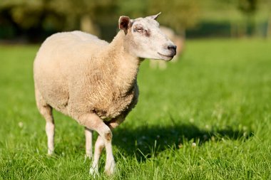 Sağlıklı bir koyun sıcak güneşin altında canlı yeşil bir çayırda huzur içinde durur. Örtüsü açık renklidir ve sakince kırsal huzuru somutlaştırarak tarlaya bakar..