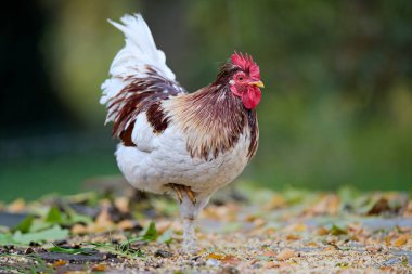 Renkli bir horoz, canlı tüylerini ve kırmızı tarağını sergileyerek tek bacağının üzerinde duruyor. Çarpıcı bir çiftlik hayvanı portresi..
