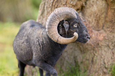 Etkileyici kıvrımlı boynuzları olan muhteşem siyah bir şahmerdan doğada bir ağaç gövdesinin yanında dikiliyor ve keskin gözleriyle tetikte bekliyor..