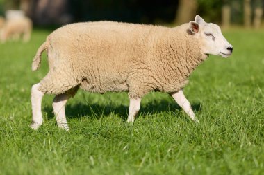 Hafif yünlü sağlıklı bir koyun güneşli bir günde canlı yeşil bir çayırda zarifçe yürür. Profili, doğanın güzelliği arasındaki sakin tavrını vurgular..