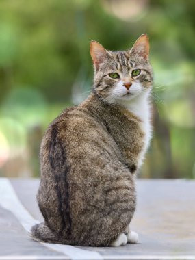 Yeşil gözlü ve beyaz göğüslü güzel bir tekir kedi dışarıda oturur ve sakince izleyiciye bakar. Kürkü, yumuşak, bulanık yeşil arka planda tipik kahverengi, gri ve siyah çizgileri gösteriyor..