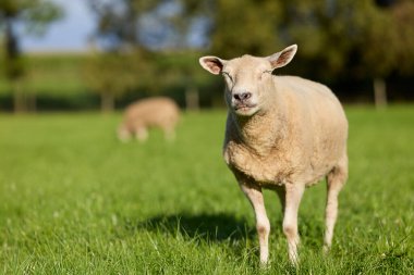 Canlı yeşil bir çayırda duran ve güneşin tadını çıkaran bir koyun. Yumuşak odaklı arka planda otlayan başka bir koyun, huzurlu kırsal kesimi vurguluyor..