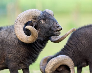 Etkileyici kıvrımlı boynuzları olan görkemli bir siyah ouessant koç yeşil bir alanda duruyor, ağzı hafifçe açık, meliyor gibi görünüyor. Arka planda başka bir koç bulanık, sürüyü işaret ediyor.