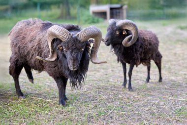 Muhteşem kıvrımlı boynuzları olan iki etkileyici siyah ousant koç çimenli bir alanda duruyor. Büyük olan öne bakacak, küçük olan sola bakacak ve tüylü kürklerini sergileyecek..