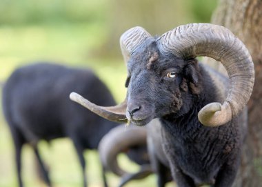 Etkileyici kıvrımlı boynuzları olan görkemli bir siyah ouessant koç doğal yeşil bir ortamda duruyor, dikkatlice bakıyor. Başka bir koyun bulanık arka planda hafifçe otluyor, koçun çarpıcı varlığını vurguluyor..