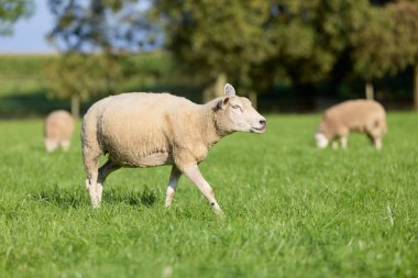 Güneşli bir günde, bir koyun canlı yeşil bir çayırda yürüyor. Arka planda otlayan diğer koyunlar ve ufukta süzülen ağaçlar..