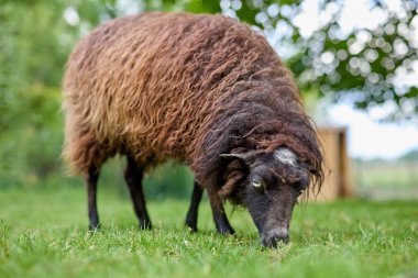 Kahverengi tüylü koyunlar canlı yeşil otlaklarda huzur içinde otlar. Çiftlik hayvanı açık havada çimen yemekten hoşlanır, parlak bir günde, arka planda yumuşak yeşil yapraklar ve bokeh.