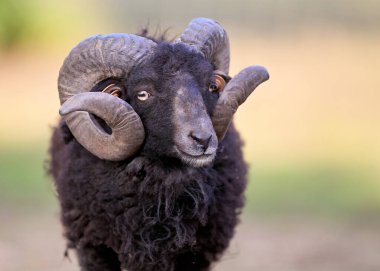 Etkileyici kıvrımlı boynuzları olan, izleyiciye yoğun bir şekilde bakan görkemli siyah ouessant bir koçun yakın plan portresi. Kalın tüylü ceketi yumuşak, bulanık doğal bir arka plana karşı duruyor..