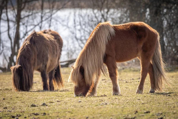 Caballos del Norte suecos en el campo en el lago — Foto de Stock