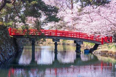 Japonya 'da kırmızı köprü ve su üzerinde çiçek açan sakura ağaçları