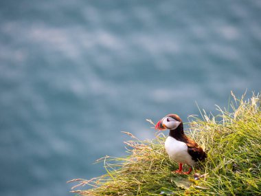Gün batımında turuncu gagalı Puffins kuşlarının portre görüntüsü. Batı Fiyortları, İzlanda.