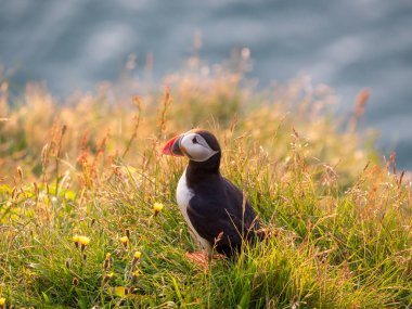 Gün batımında turuncu gagalı Puffins kuşlarının portre görüntüsü. Batı Fiyortları, İzlanda.