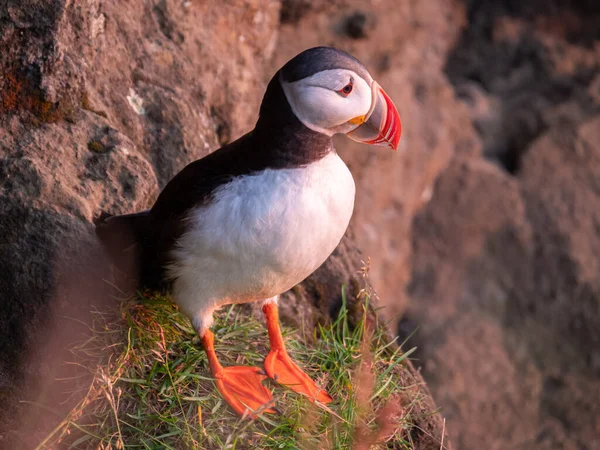 Portret van Puffins vogels met oranje snavels bij zonsondergang. Westfjorden, IJsland. — Stockfoto