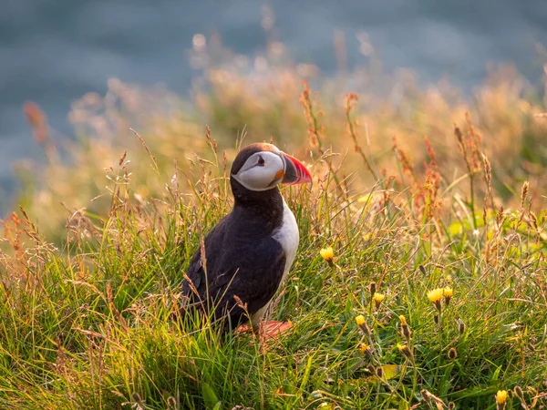 Gün batımında turuncu gagalı Puffins kuşlarının portre görüntüsü. Batı Fiyortları, İzlanda. — Stok fotoğraf