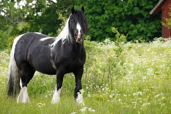 Cavallo fiordo nero con criniera in bianco e nero sul campo — Foto Stock