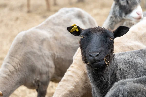 Pojedyncza czarna owca patrząca w kamerę — Zdjęcie stockowe