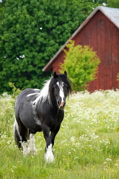 Svart fjordhäst med svart och vit man på fältet — Stockfoto