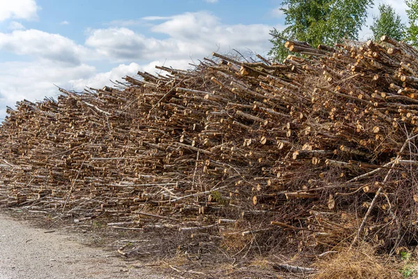 Árvores serradas no fundo da floresta, preparadas para serem retiradas da floresta — Fotografia de Stock