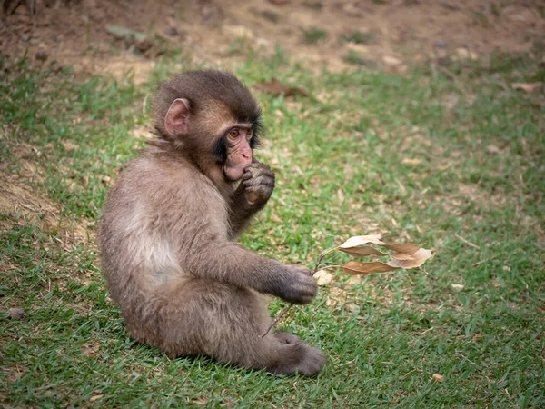 Bebé mono sentado en la hierba y sosteniendo rama con hojas — Foto de Stock