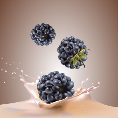 BlackBerry ve süt. Vektör gerçekçi çizim.