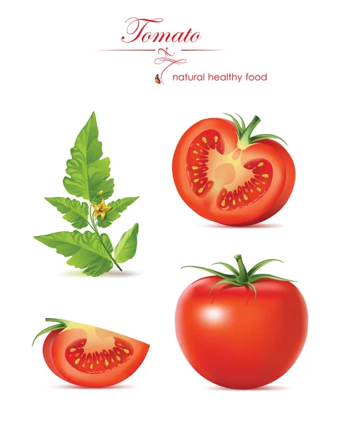 Tomate realista. ilustración vectorial — Vector de stock