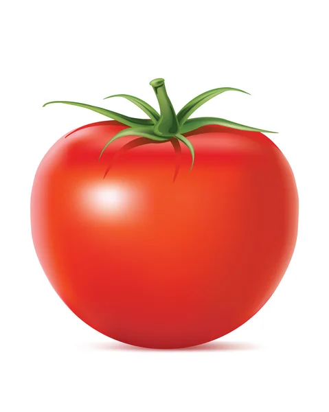 Tomate realistisch. Vektorillustration — Stockvektor