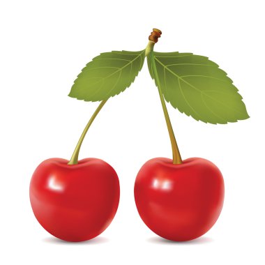 Cherries, cherry. Vector realistic illustration. clipart