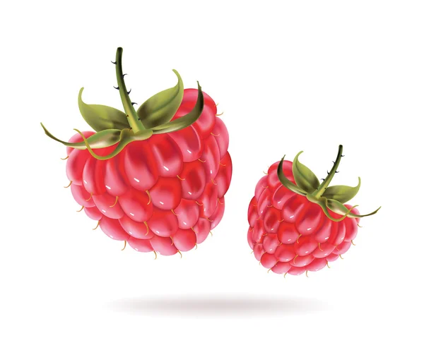 Des framboises. Illustration vectorielle réaliste sur fond blanc . — Image vectorielle