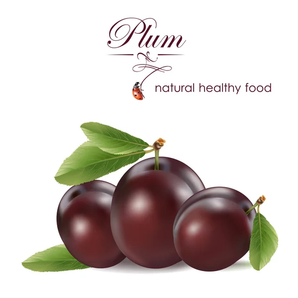 Plum. Vector realistic illustration. — Stock Vector