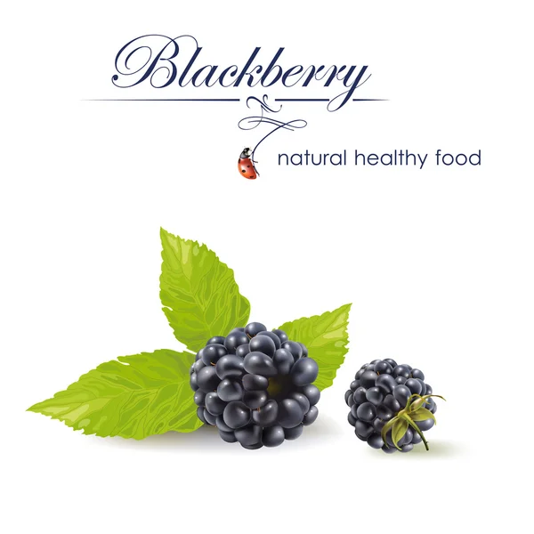 Brombeeren. Vektor realistische Darstellung. — Stockvektor