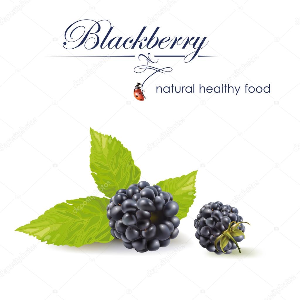 Blackberries. Vector realistic illustration.