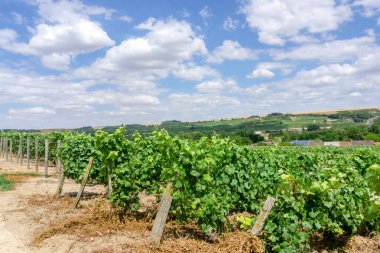 Montagne de Reims, Fransa 'nın kırsal kesimindeki üzüm bağlarında üzüm bağları.