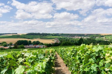 Montagne de Reims, Fransa 'nın kırsal kesimindeki üzüm bağlarında üzüm bağları.