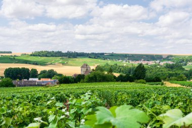 Montagne de Reims, Fransa 'nın kırsal kesimindeki üzüm bağlarında üzüm bağları.