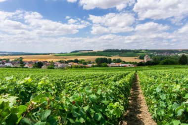 Montagne de Reims, Fransa 'nın kırsal kesimindeki üzüm bağlarında üzüm bağları.