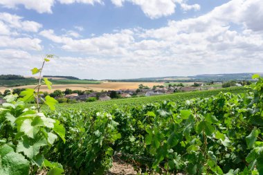Montagne de Reims, Fransa 'nın kırsal kesimindeki üzüm bağlarında üzüm bağları.