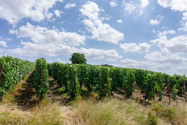 Wiersz Winogron Winnicach Szampana Montagne Reims Wsi Tle Wsi Reims — Zdjęcie stockowe