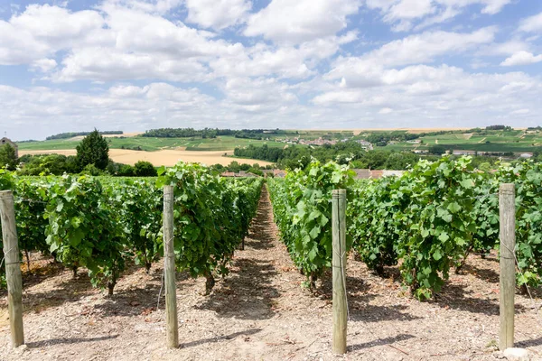 Række Vin Drue Champagne Vinmarker Montagne Reims Landskab Landsby Baggrund - Stock-foto