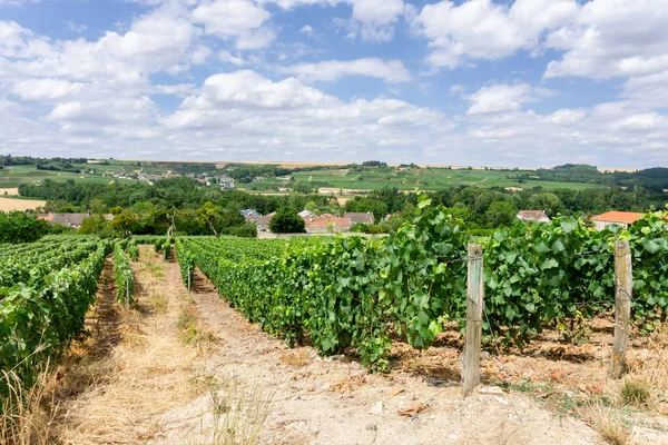 Reihenrebe Champagner Weinbergen Montagne Reims Landschaft Dorf Hintergrund Reims Frankreich — Stockfoto