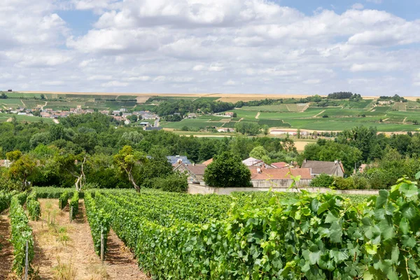 Fila Vid Uva Los Viñedos Champán Montagne Reims Paisaje Pueblo — Foto de Stock