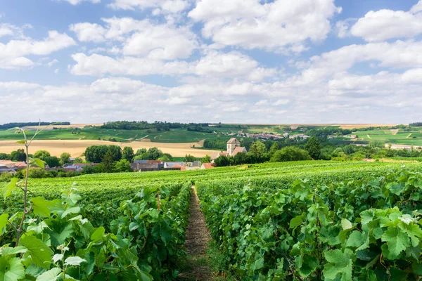 Rij Wijndruiven Champagnewijngaarden Achtergrond Van Het Dorp Montagne Tenerife Reims — Stockfoto