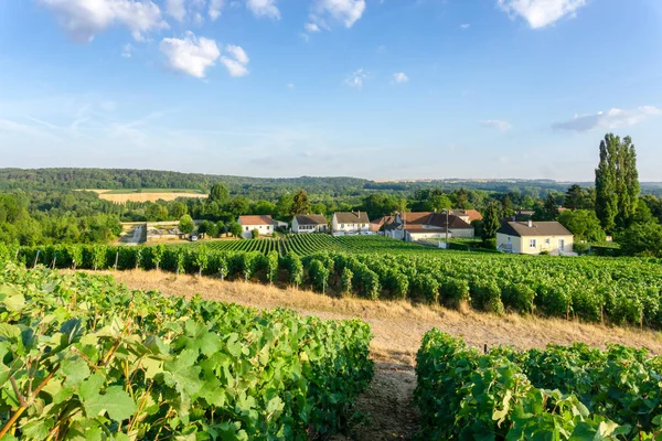 Reihenrebe Champagner Weinbergen Montagne Reims Landschaft Dorf Hintergrund Reims Frankreich — Stockfoto