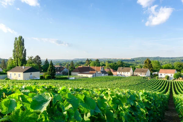 モンマルニュ ランス地方の村の背景 ランス フランスのシャンパンブドウ畑の行ブドウ — ストック写真