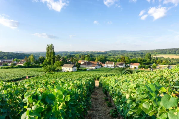 Fila Vid Uva Los Viñedos Champán Montagne Reims Paisaje Pueblo —  Fotos de Stock